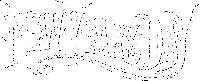 NEW YEARS DAY S
